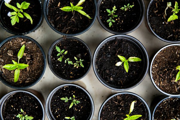 Comment créer un jardin de légumes-feuilles en pots pour un balcon nord?